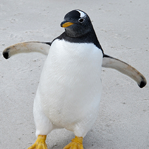 penguin