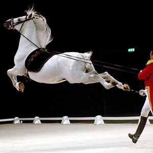 lipizzan-stallion-show-square